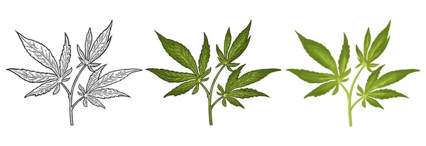 Rama de marihuana con hoja. Vector de color ilustración realista — Vector de stock