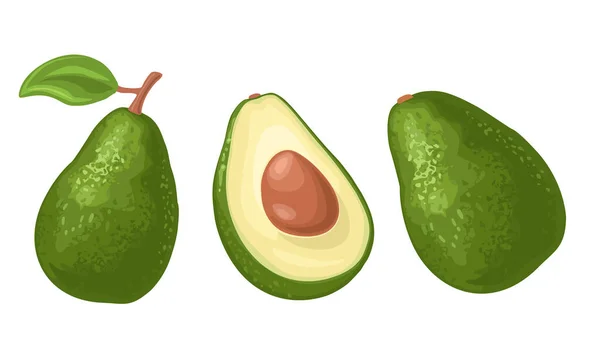 Aguacate entero y medio con semilla y hoja. Ilustración plana de color vectorial — Vector de stock