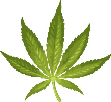 Marihuana yaprağı. Etiket, poster ve web için renk vektörü gerçekçi illüstrasyon. Beyaz arkaplanda izole