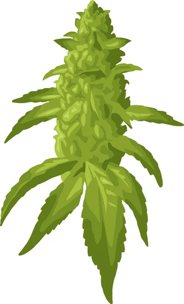 Marihuana planta madura con hojas y brotes de cannabis. Vector de color ilustración realista — Vector de stock