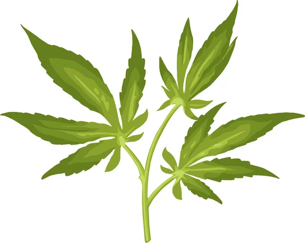 Rama de marihuana con hoja. Vector de color ilustración realista — Vector de stock