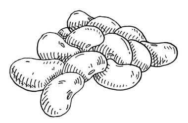 Böbrek fasulyesi. Tek renkli siyah illüstrasyon üreten vintage vektör. Beyaz arka planda izole edilmiş. El çizimi tasarım