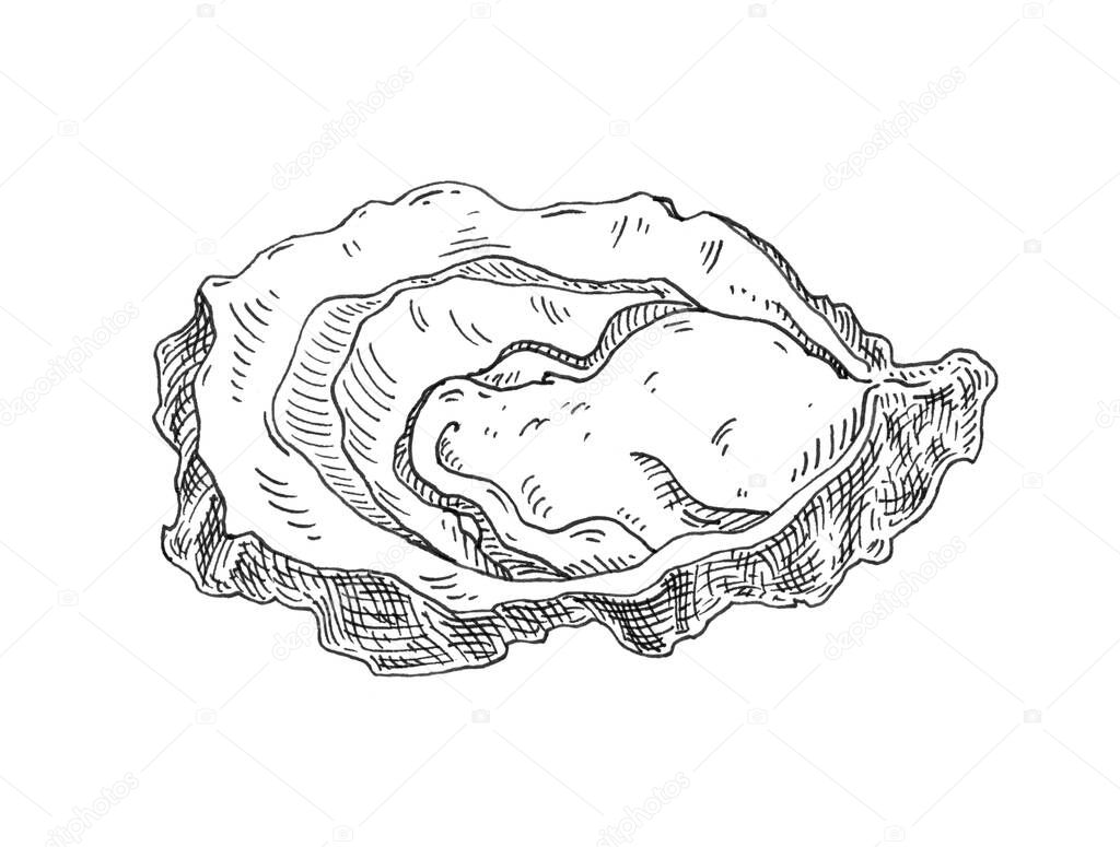 Oyster. Vintage hatching monochrome black illustration. Isolated on white background. Hand drawn design in a graphic ink style.