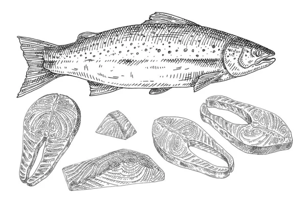 Salmão peixe fresco inteiro e fatias. Vintage gravura monocromática ilustração preta. —  Vetores de Stock
