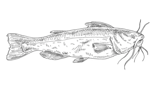 Pesce gatto intero fresco su bianco. Incisione vintage monocromatica illustrazione nera. — Vettoriale Stock