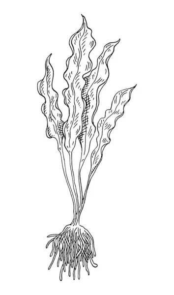 Laminaria mořské řasy. Ročník líhnutí barva ilustrace izolované na bílém pozadí — Stockový vektor