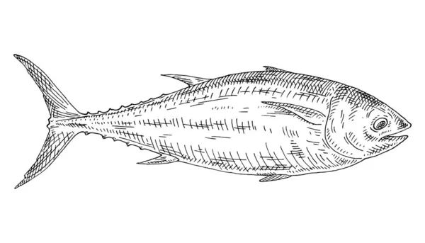 Целый рыбный тунец на белом. Винтажная гравировка монохромная черная иллюстрация. — стоковый вектор