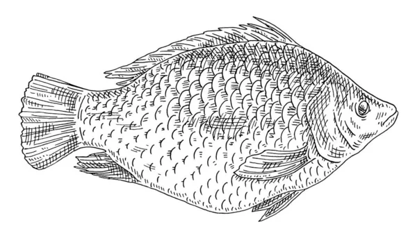 Ganz frischer Fisch Tilapia auf weiß. Vintage Gravur monochrom schwarz Illustration. — Stockvektor