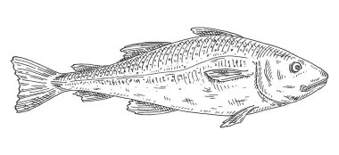 Beyaz arka planda taze balık morinası. Klasik vektör oymacılığı, tek renkli siyah çizim. Grafik biçiminde el çizimi tasarımı.