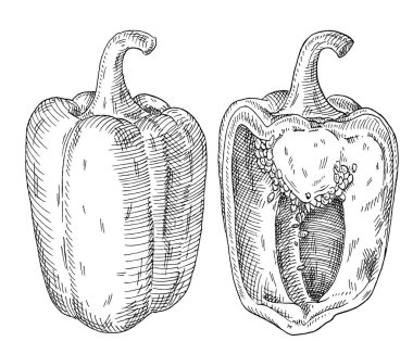 Tam ve yarım tatlı dolmalık biber. Vintage kuluçka vektörü siyah illüstrasyon. Beyaz arka planda izole edilmiş. El çizimi tasarım