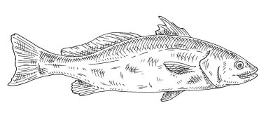 Beyaz arka planda tamamen taze balık kırmızısı davul. Klasik vektör oymacılığı, tek renkli siyah çizim. Grafik biçiminde el çizimi tasarımı.