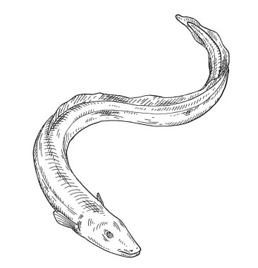 Beyaz arka planda yılan balığı. Klasik vektör oymacılığı, tek renkli siyah çizim. Grafik biçiminde el çizimi tasarımı.