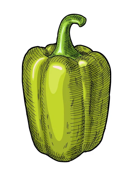 Pimentos Verdes Sino Doce Vintage Eclosão Vetor Cor Ilustração Isolado — Vetor de Stock