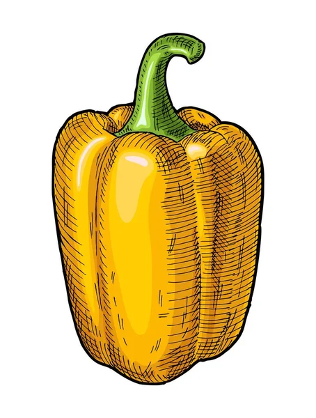 Hel Gul Paprika Vintage Kläckning Vektor Svart Illustration Isolerad Vit — Stock vektor