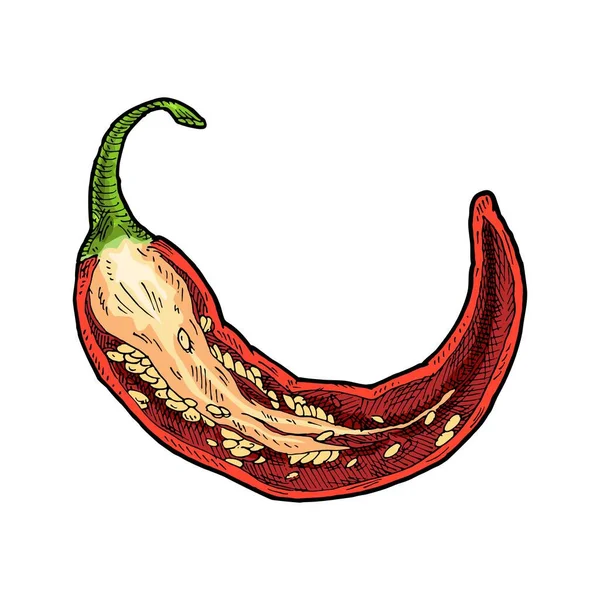 Een Halve Peper Chili Vintage Vector Uitbroeden Kleurenillustratie Geïsoleerd Witte — Stockvector