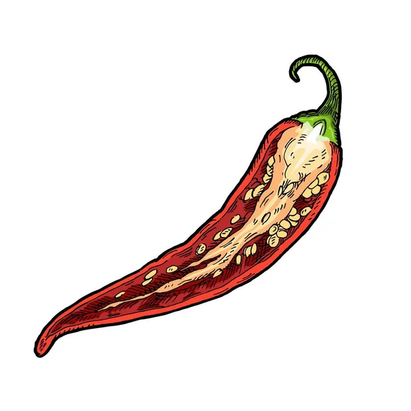 Een Halve Peper Chili Vintage Vector Uitbroeden Kleurenillustratie Geïsoleerd Witte — Stockvector