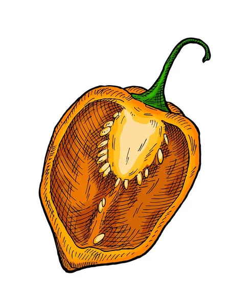 Meia Pimenta Habanero Vintage Eclosão Vetor Cor Ilustração Isolado Fundo — Vetor de Stock