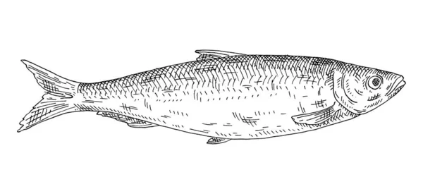 整个新鲜的鱼在白色的背景鲱鱼 古埃及矢量雕刻单色黑色插图 手绘图案 图形墨水风格 — 图库矢量图片