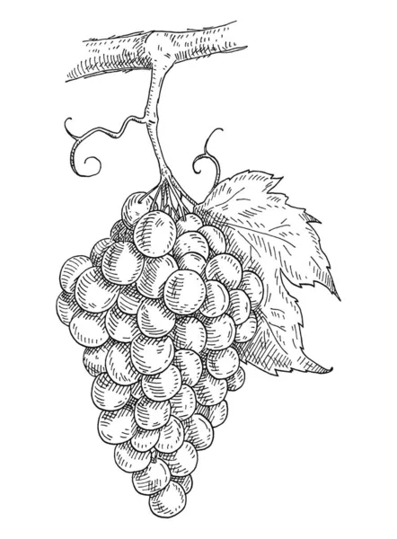 Druiven Met Bessen Bladeren Vintage Vector Broedende Grijze Monochrome Illustratie — Stockvector