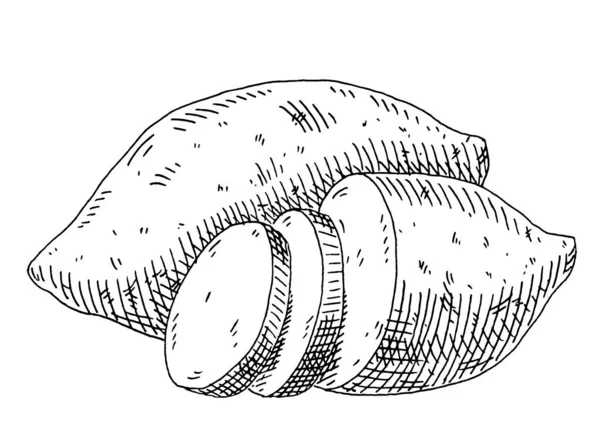 Hele Halve Snijd Zoete Aardappel Vintage Broedende Vector Zwarte Illustratie — Stockvector