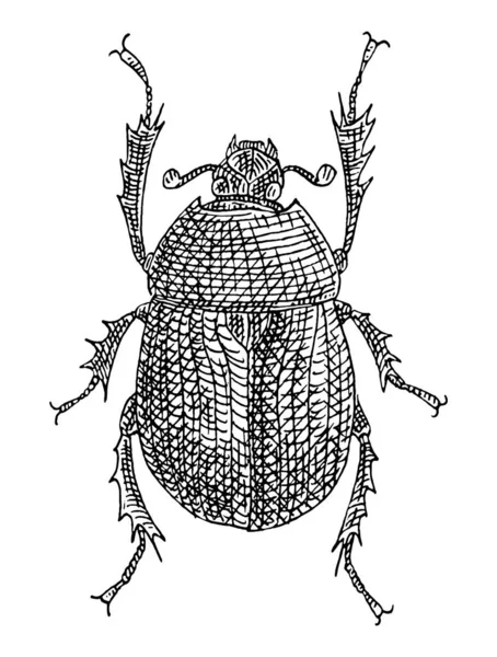 Escarabajo. Vintage eclosión ilustración en negro monocromo. Aislado sobre blanco — Vector de stock