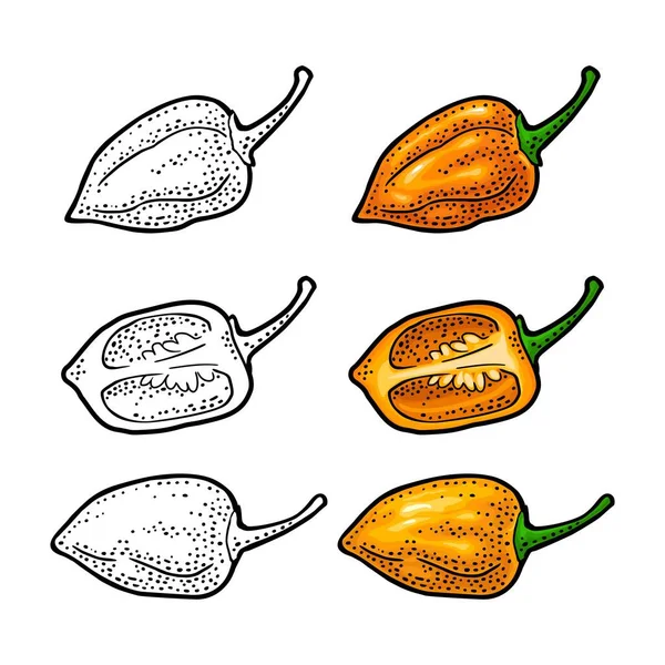 Whole and half pepper habanero. Vector color engraving isolated on white background. — Stok Vektör