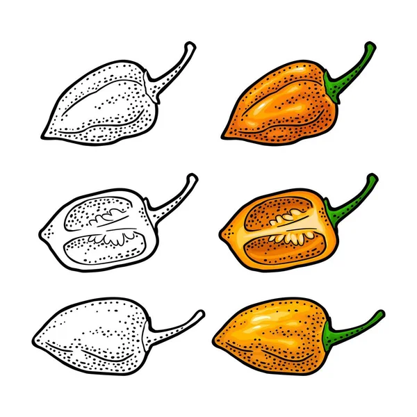 全体と半分のコショウハバネロ.白い背景に隔離されたベクトルカラー彫刻. — ストックベクタ