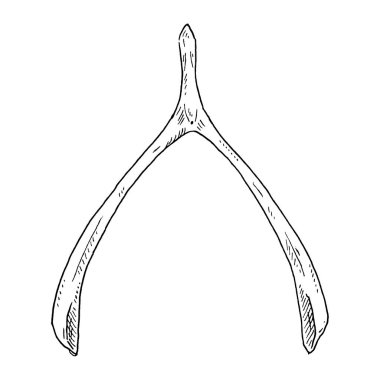 Wish bird bone luck talisman. Vintage hatching monochrome black illustration.