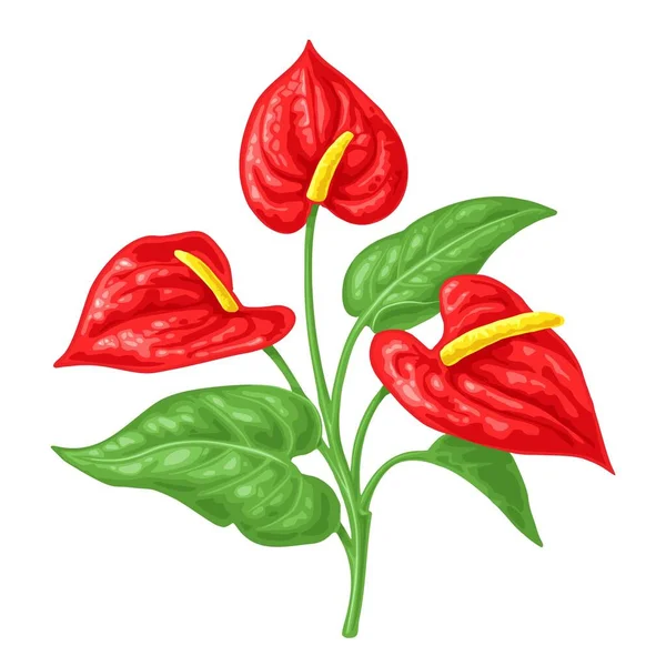 Anthurium flower with leaves. Color realistic vector illustration isolated on white - Stok Vektor