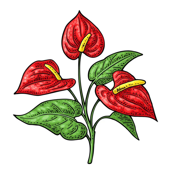 Anthurium flower with leaves. Black engraving vintage vector illustration - Stok Vektor