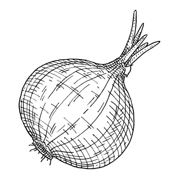 Hela löken. Vintage vektor kläckning svart illustration. Isolerad på vitt — Stock vektor