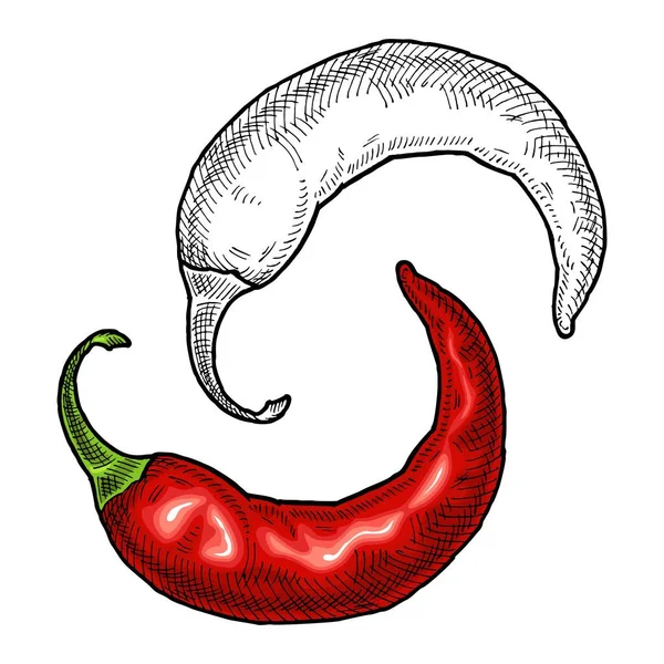 Hele peper chili. Vintage uitbroeden kleur illustratie. — Stockvector