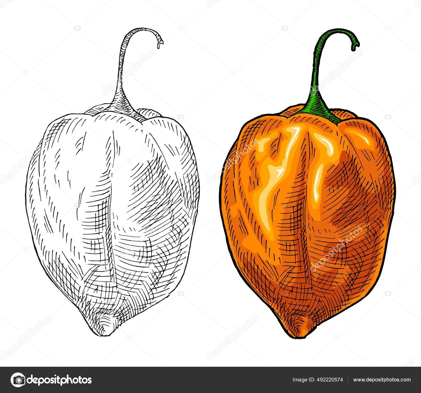 Whole Half Pepper Habanero Vintage Hatching Vector Color Illustration