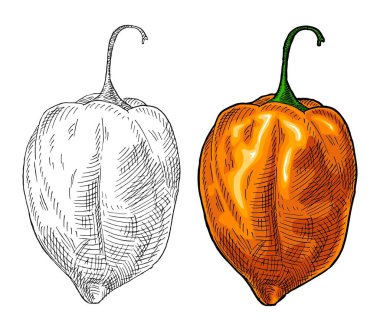 Tam ve yarım biber habanero. Vintage kuluçkadan çıkma vektör rengi çizimi. Beyaz arka planda izole edilmiş. El çizimi tasarım