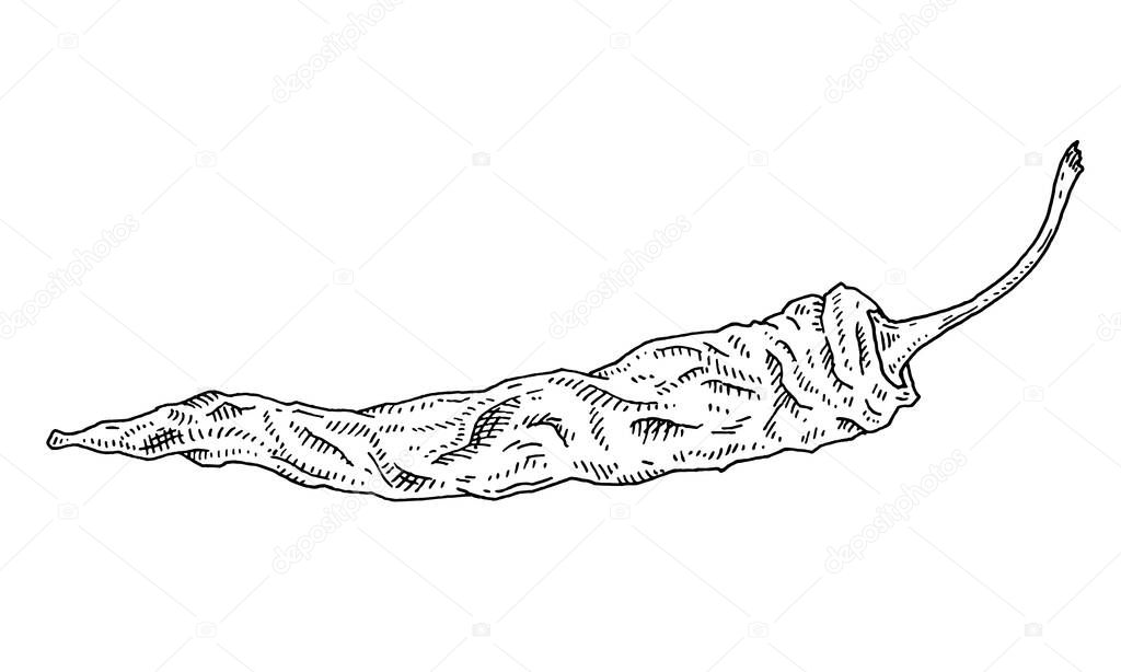 Whole dry pepper chilli. Vintage hatching vector black illustration. Isolated on white background. Hand drawn ink design