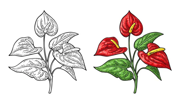 Bunga Anthurium Dengan Daun Ilustrasi Vektor Ukiran Warna Vektor Vintage - Stok Vektor