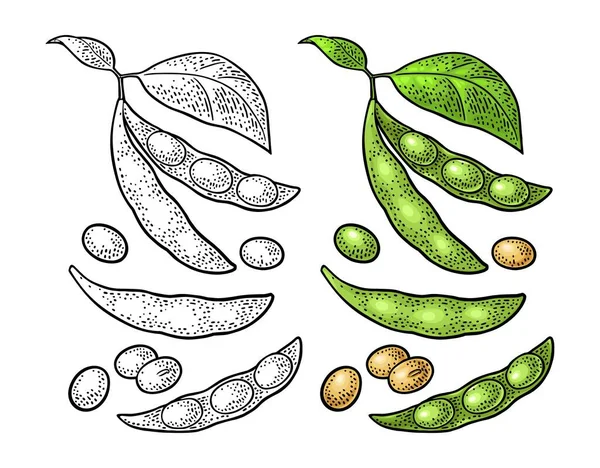 Vaina de soja cerrar y abrir con hojas y semillas. Color vectorial grabado vintage — Vector de stock