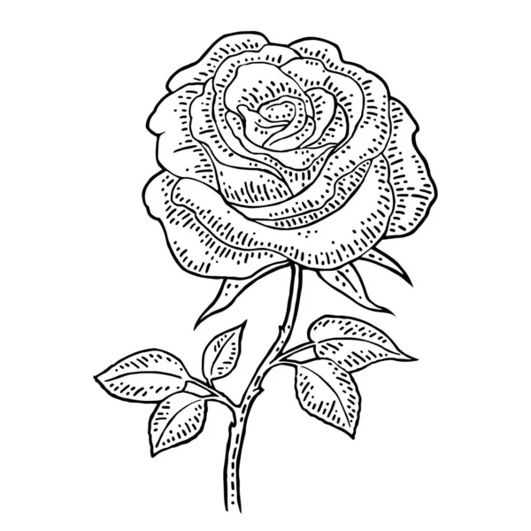 葉を持つバラの花 白の背景に隔離された黒の彫刻ヴィンテージベクトルイラスト — ストックベクタ