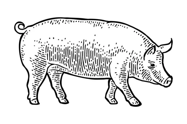 Schwein Isoliert Auf Weißem Hintergrund Vector Black Vintage Gravur Illustration — Stockvektor