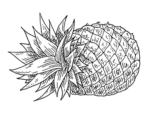 Whole fresh pineapple. Vintage black monochrome engrave. Isolated on white — Stock Vector