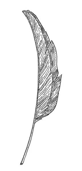 Bladbananpalm. Vintage vektor gravering svart monokrom — Stock vektor