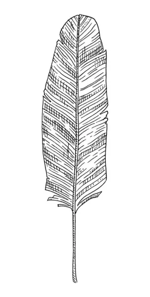 Yaprak muz palmiyesi. Siyah monokrom oymalı vintage vektör — Stok Vektör