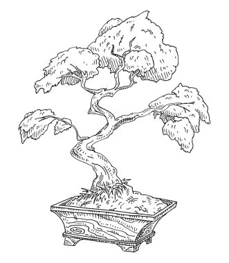 Bonsai ağacı saksıda. Klasik siyah gravür çizimi