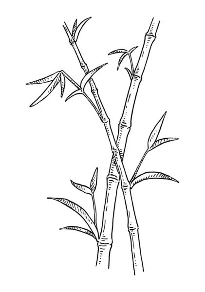 有叶子的竹树 古埃及矢量雕刻单色黑色插图 被白色背景隔离 手绘孵化器 — 图库矢量图片