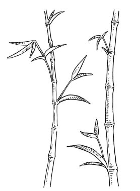 Yapraklı bambu sapları. Vintage vektör oyması monokrom siyah çizim. Beyaz arka planda izole edilmiş. El çizimi kuluçka