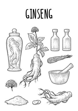 Set panax ginseng. Root, slice, bunch tied by rope, leaves, mortar, pestle, glass bottle of tincture. Vector engraving vintage monochrome illustration for traditional medicine. Isolated on white