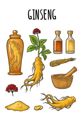 Panax ginseng ayarlayın. Kök, dilim, ip, yaprak, harç, tokmak, cam tentür şişesi. Geleneksel tıp için vektör oyma klasik renk çizimi. Beyazda izole edilmiş