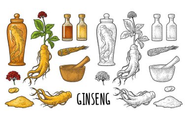 Panax ginseng ayarlayın. Kök, dilim, ip, yaprak, harç, tokmak, cam tentür şişesi. Geleneksel tıp için vektör oyma klasik renk çizimi. Beyazda izole edilmiş