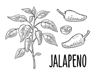 Yaprak ve biberli jalapeno bitkisi dalı. Beyaz üzerine izole edilmiş siyah oymalı vintage vektör. El çizimi tasarım ögesi