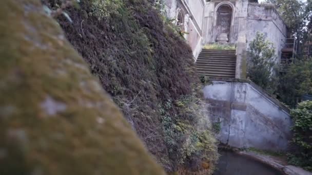 Mousse verte sur un vieux mur de pierre et colombe volante — Video